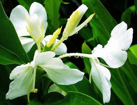 夏天家里養(yǎng)這些植物好看有驅(qū)蚊