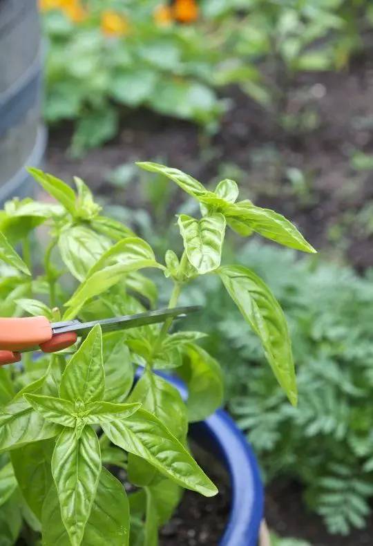 夏天家里養(yǎng)這些植物好看有驅(qū)蚊