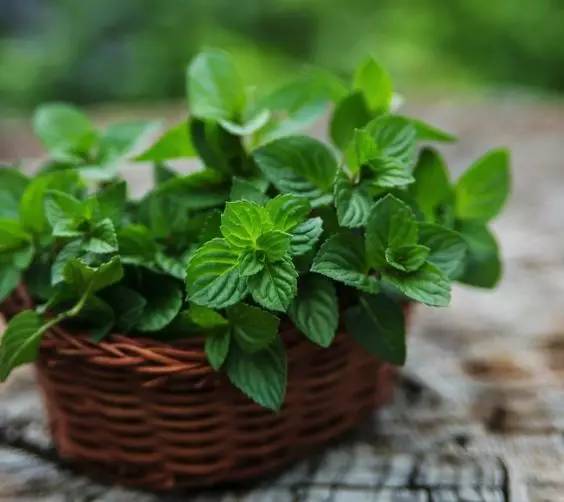 夏天家里養(yǎng)這些植物好看有驅(qū)蚊