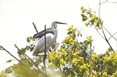浙江寧波杭州灣國家濕地公園觀鳥節啟幕
