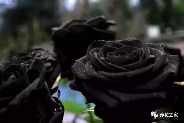 世界上最稀有的花卉顏色