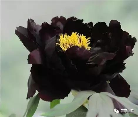 世界上最稀有的花卉顏色
