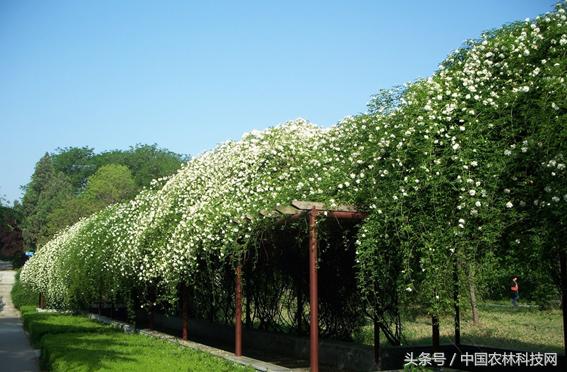木香的價值和栽培技術