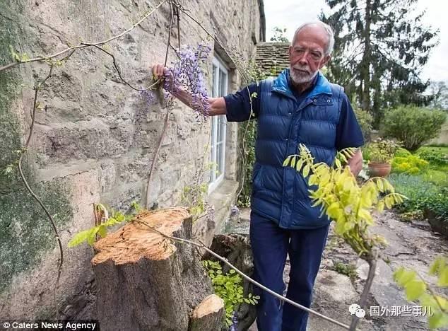 19世紀小屋變熱門景點 45年的紫藤莫名死亡