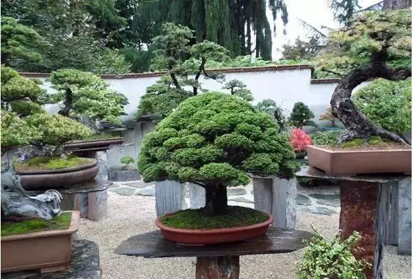 盆景——從園林中走出來(lái)的造型藝術(shù)
