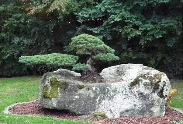 盆景——從園林中走出來(lái)的造型藝術(shù)