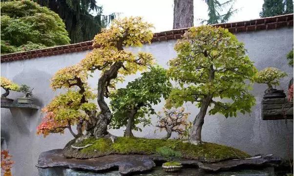 盆景——從園林中走出來(lái)的造型藝術(shù)