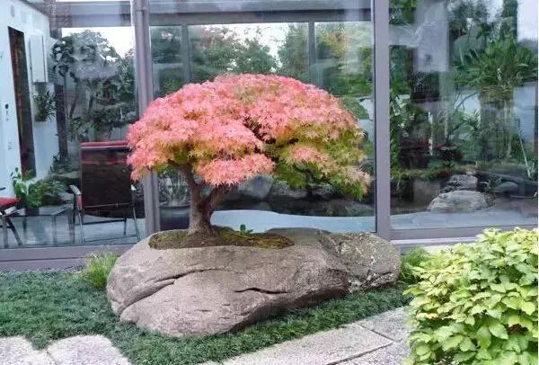 盆景——從園林中走出來(lái)的造型藝術(shù)