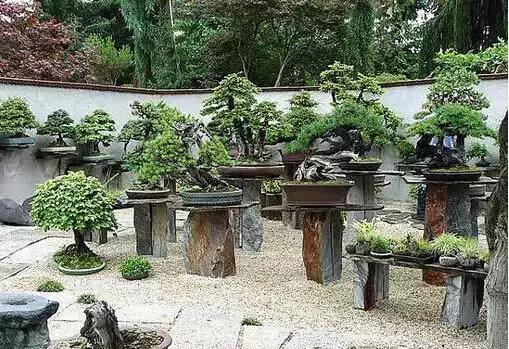 盆景——從園林中走出來(lái)的造型藝術(shù)