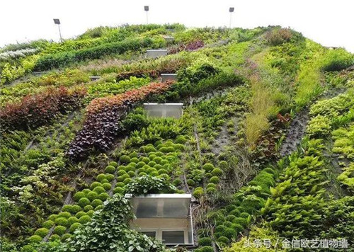 立體綠化植物墻為何這么受歡迎？