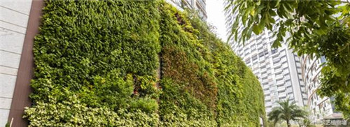 立體綠化植物墻為何這么受歡迎？