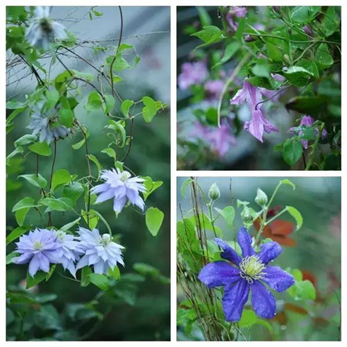 露臺上建造的花園