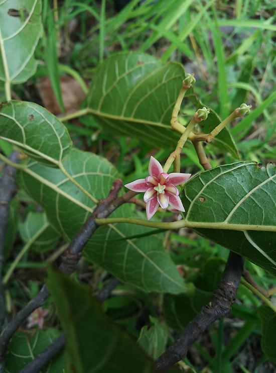 近半極小種群野生植物未納入國家保護名錄