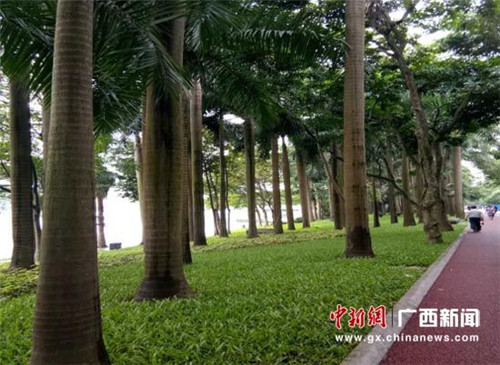 廣西南寧南湖公園將建成“流淌的城市花園”
