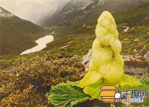 塔黃：植物界長(zhǎng)得像大白菜的“九層妖塔”