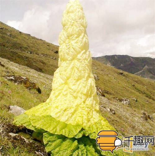 塔黃：植物界長(zhǎng)得像大白菜的“九層妖塔”