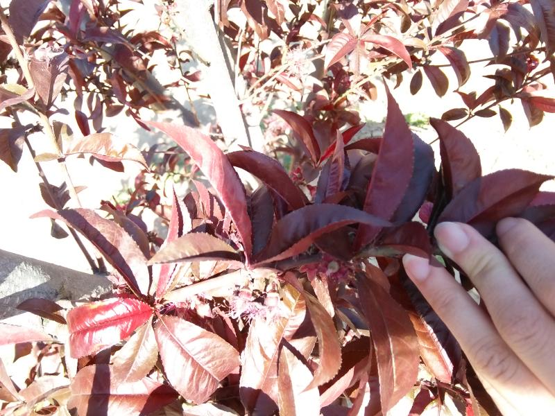 擺擂臺 引領(lǐng)園林植保高工效遍地開花
