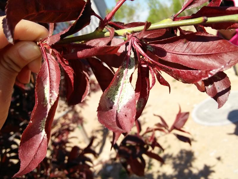 擺擂臺 引領(lǐng)園林植保高工效遍地開花
