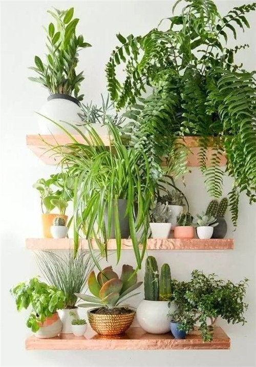 植物造景：如何布置你的陽臺？