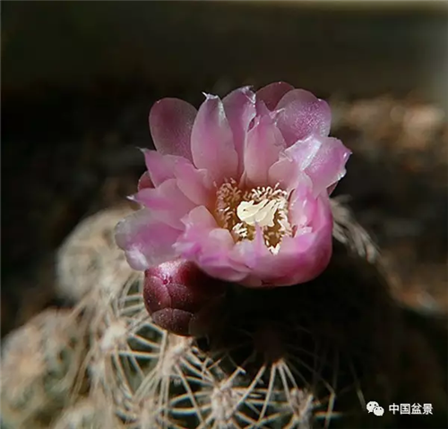 養花卉盆景加入木炭和松針土不爛根