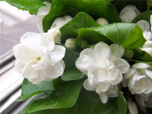 植物知識：濃香花卉不宜室內觀賞