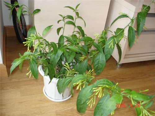植物知識：濃香花卉不宜室內觀賞