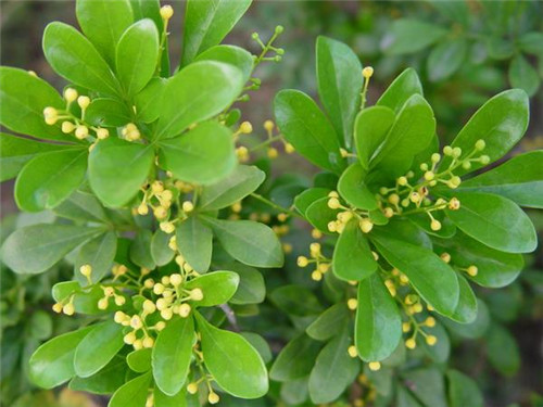 植物知識：濃香花卉不宜室內觀賞