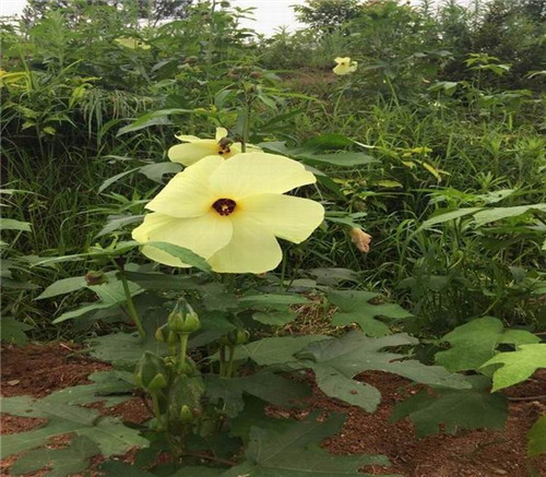 珍稀植物金花葵在湖南省寧鄉(xiāng)試種喜獲成功