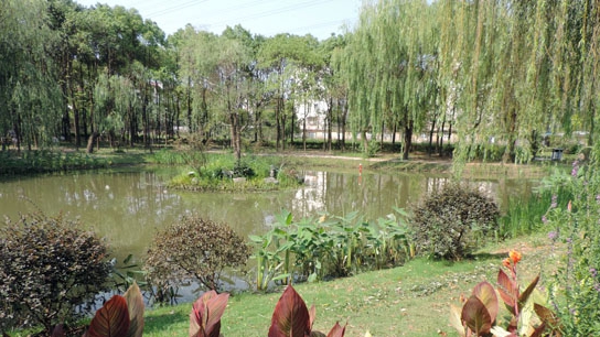 上海首個“雨水花園”建成 當地小氣候改善