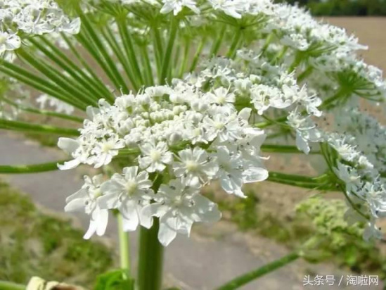 美國多州驚現(xiàn)恐怖植物 接觸后后果非常嚴重