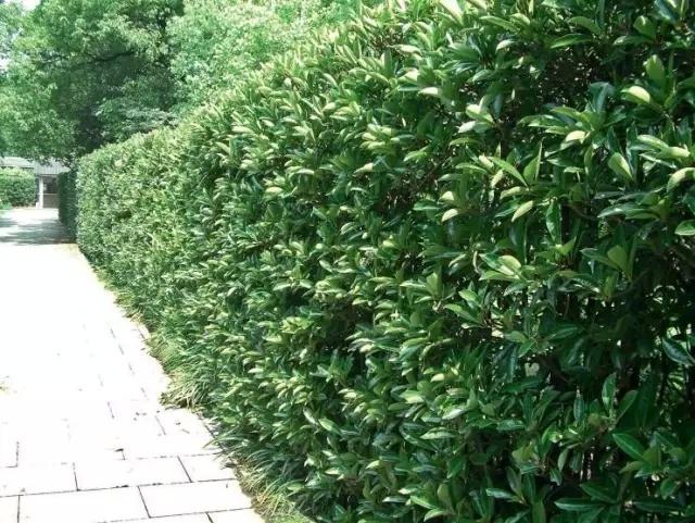 一起走進庭院綠籬的世界