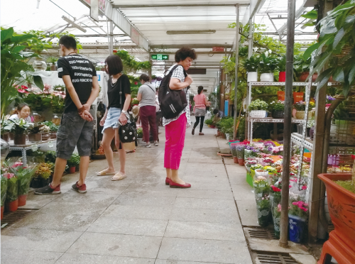 為啥買的花老養不活？ 花卉市場貓膩大起底