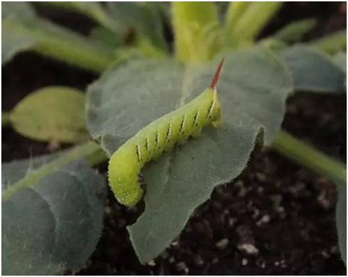 植物和昆蟲神奇的協同進化