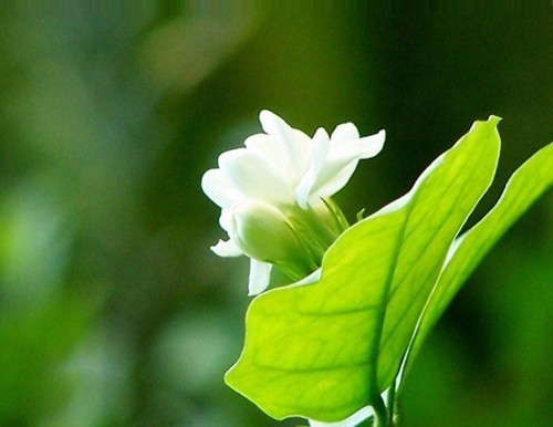 炎炎夏日扦插這幾種植物生根快而且能爆盆