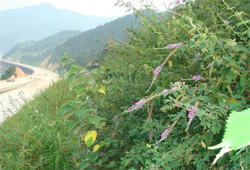 邊坡綠化對(duì)植物的選擇原則