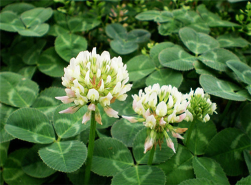 邊坡綠化對(duì)植物的選擇原則