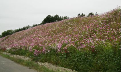西安植物園護(hù)坡噴播綠化技術(shù)取得新突破