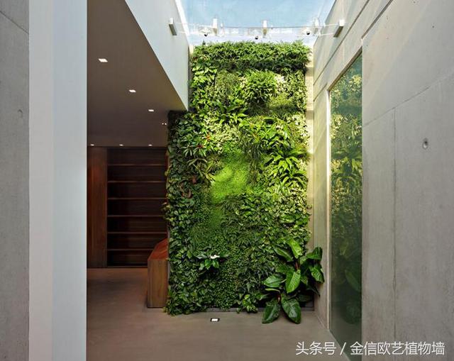 植物墻如何給城市降溫，遏制熱島效應(yīng)呢？