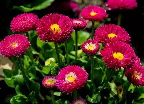 居家養花如何控制花卉植物的花期？