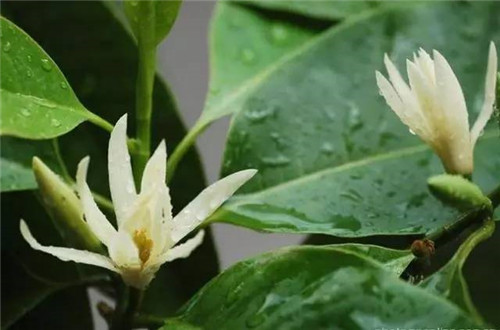 居家養花如何控制花卉植物的花期？