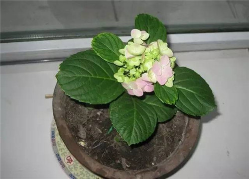 居家養花如何控制花卉植物的花期？