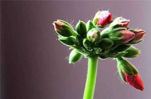 居家養花如何控制花卉植物的花期？
