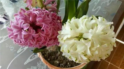 居家養花如何控制花卉植物的花期？