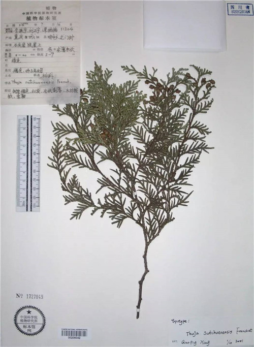 崖柏：懸崖上滅絕又現身的活化石
