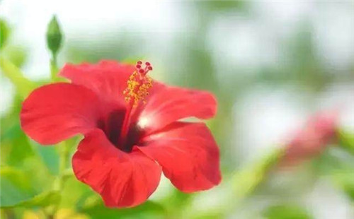 這些曬不死的花卉最適合夏天養