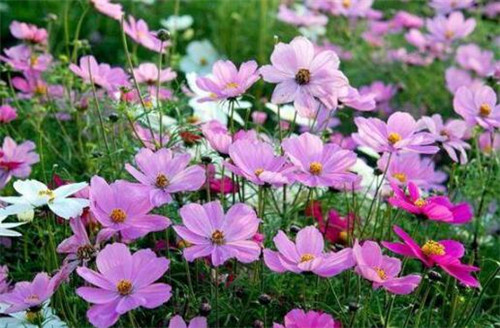 這些曬不死的花卉最適合夏天養