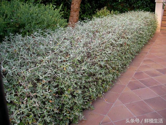 適用于庭院或屋頂綠化芳香植物水果蘭