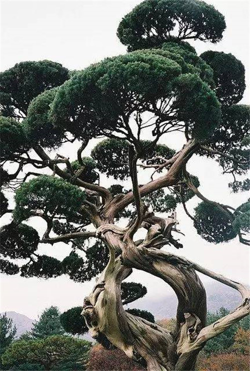 這些造型植物簡直逆天了！