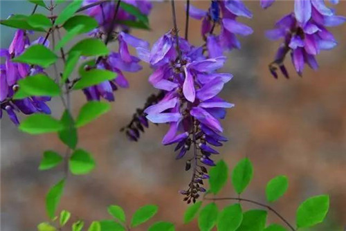 北方的夏花——花木藍