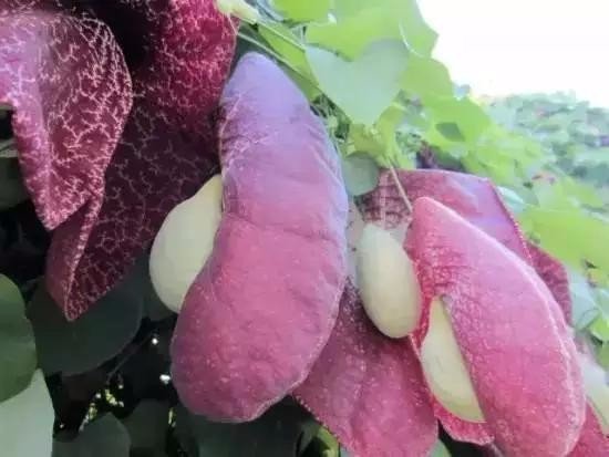 英國(guó)專家的研究表明，植物是有“語(yǔ)言”的